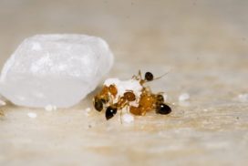 10 вопросов и ответов про муравьев