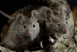 Дератизация крыс и мышей в Томске