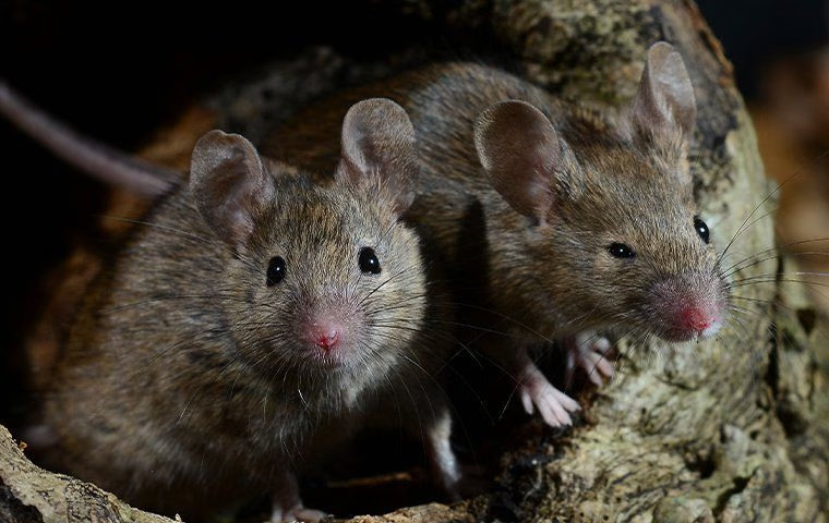Дератизация крыс и мышей в Томске