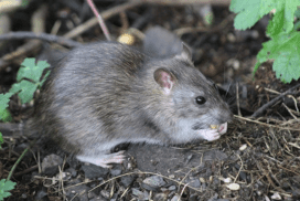 Как уничтожить крыс в доме