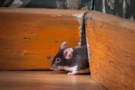Уничтожение мышей дома