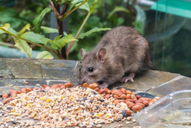 Защитите свой дом от крыс в Томске