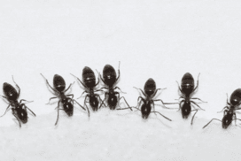 Почему муравьев трудно уничтожить?