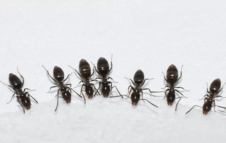 Почему муравьев трудно уничтожить?