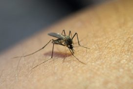Как защититься от комаров в 2024 году