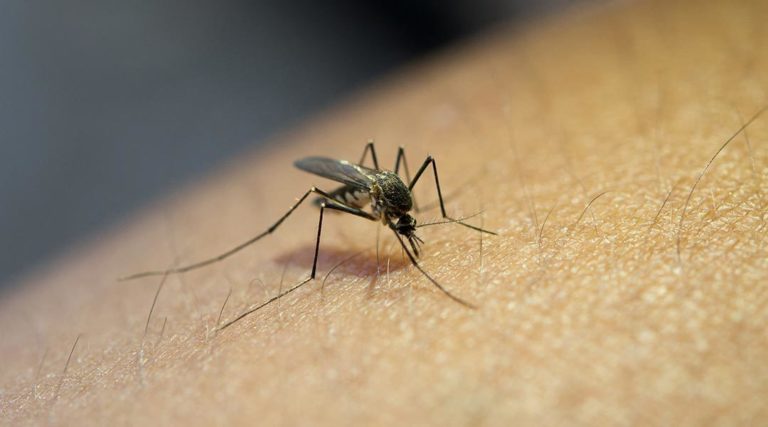 Как защититься от комаров в 2024 году